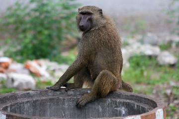 baboon on a pipe