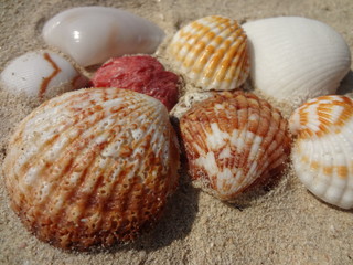 seashell on the beach