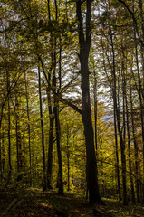 jesienny las - obrazy, fototapety, plakaty