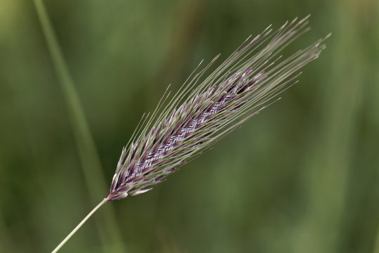Spikes of the annual grass Dasypyrum villosum
