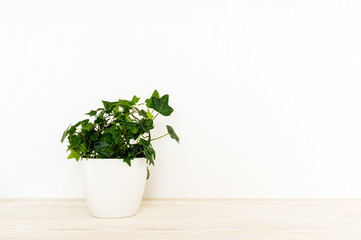 Ivy flower in white pot on wooden table