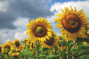 Blooming sunflowers growing in agricultural field on a background of cloudy blue sky.Selective focus. 
