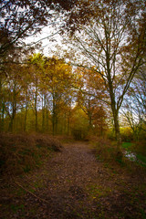 Obraz premium forêt