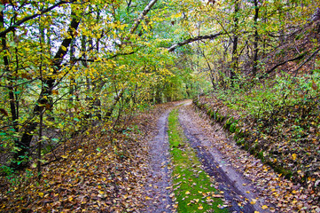 Autumn invites to walk behind mushrooms