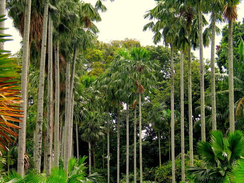 Jardin botanico de Bogor en Jakarta, Indonesia (Asia)