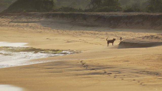 Stray Dogs Running Free on a Sri Lankan Beach. UltraHD 4k video