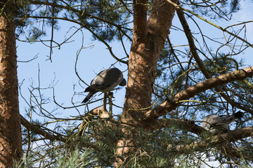 A couple of forest pigeons sits on different branches of a pine green tree against the background of a clear blue sky. 