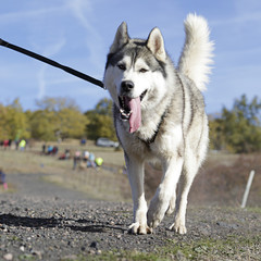 Dog breed Siberian Husky black and white walking through the field with a harness