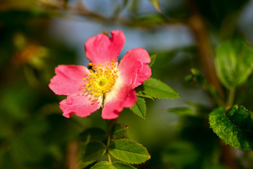 kwiat dzikiej róży