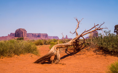 Monument Valley in the early morning. Rocks of Monument and Dry Trees