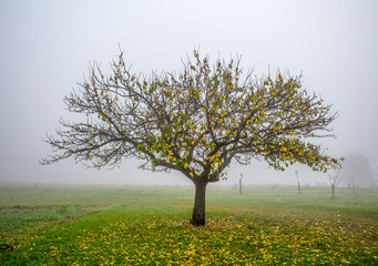 Lonely apple tree in foggy autumn