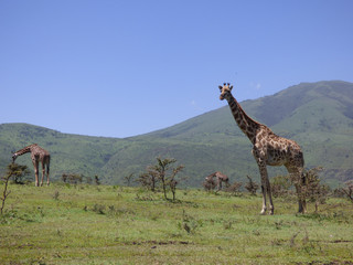 Three giraffes eat on a lush savannah.
