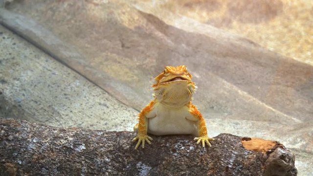 Cute Horny Toad Posing. UHD 4k video