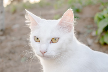 Gato de raça branca 