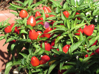 Obraz premium Red chili peppers hanging on the plant . Tuscany, Italy