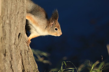 wild squirrel in the park