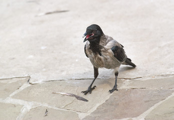 Hooded crow or hoodie (Corvus cornix)