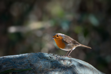 Rouge-gorge sur un rocher