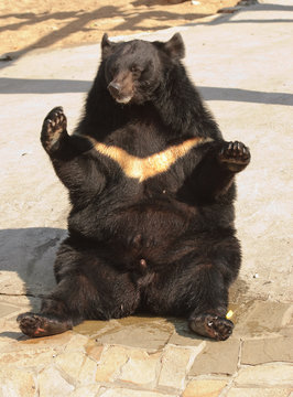 Asian black bear sitting in a funny position (Ursus thibetanus)