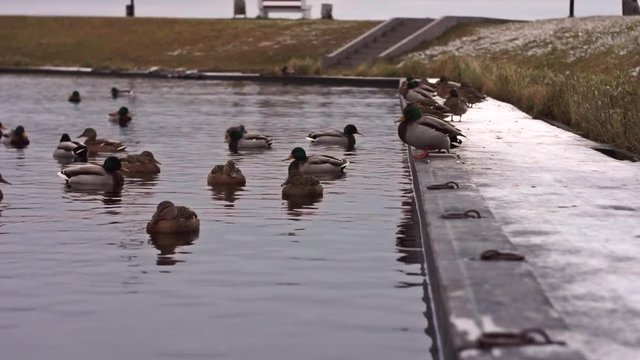 Ducks swim in the Onega lake. Petrozavodsk. Karelia