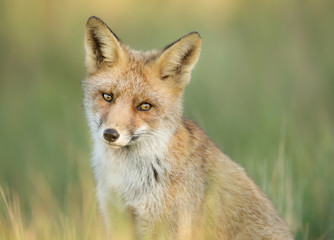 Close up of a young red fox sitting in the grass, Netherlands