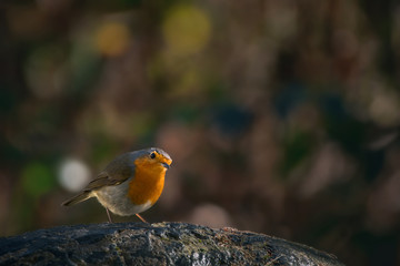 Rouge-gorge sur un rocher