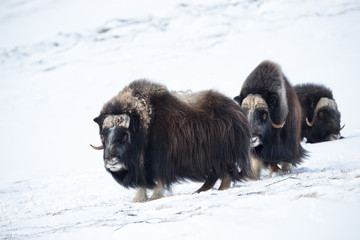 A group of male musk ox in the mountains in winter, Norway.