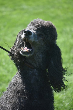 Adorable Black Poodle Distracted by Something in the Sky