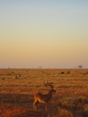 Impala in the sunset