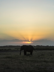 Elephant in yhe sunset.