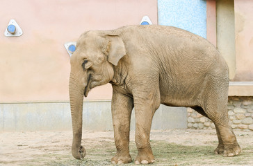 The Asian or Asiatic elephant (Elephas maximus)