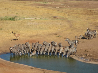 Fototapeta na wymiar Zebras