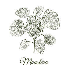 Monstera plant skech. Monstera hand drawing. Araceae vector illustration © alinamaksimova