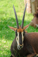 The sable antelope or niger cow (Hippotragus niger). Female