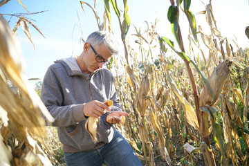 Agronomist in corn field testing quality of cereals © goodluz