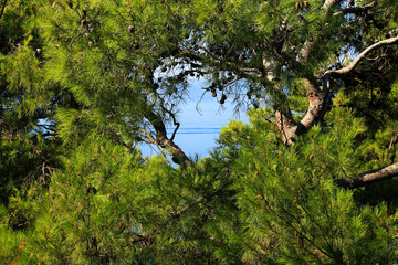 Pine tree with Adriatic sea view , Croatia