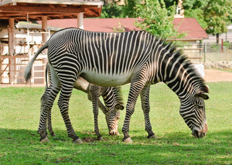 Fototapeta na wymiar Grevy's zebra or imperial zebra (Equus grevyi) with foal