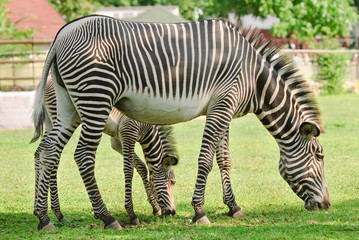 Fototapeta na wymiar Grevy's zebra or imperial zebra (Equus grevyi) with foal