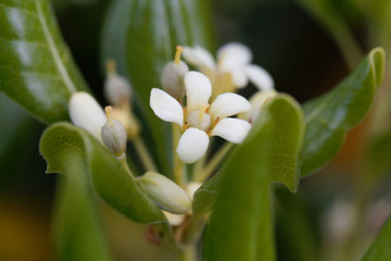 Flowers of Japanese cheesewood (Pittosporum tobira)