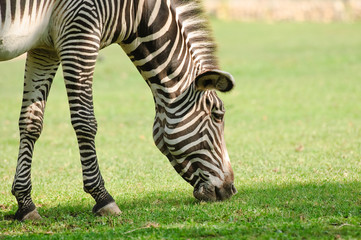 Fototapeta na wymiar Grevy's zebra or imperial zebra (Equus grevyi). Close-up