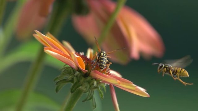 Wasp bee funny match on purple flower