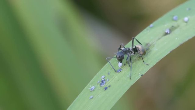 a black ant is cleaning its antenna and taking care the aphids