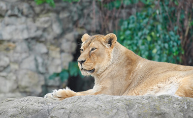 Fototapeta na wymiar Asiatic lioness (Panthera leo persica). Female