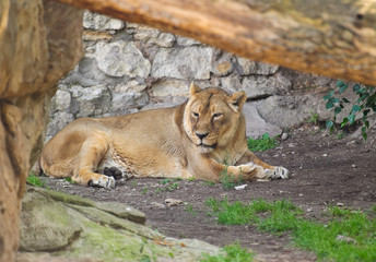 Asiatic lioness (Panthera leo persica). Female