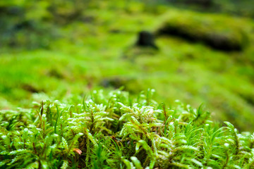 Close-up moss nature bokeh