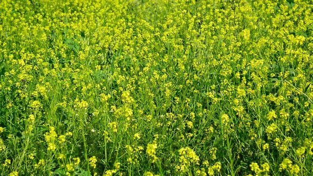 Flowering Yellow Barbarea vulgaris in wind