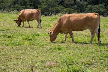 Brown cows grazing in the field. 