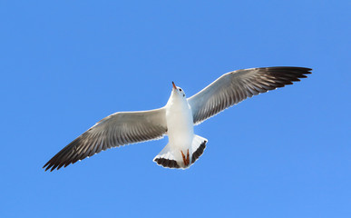 Obraz premium seagull flying in the blue sky