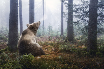 Braunbär im Wald