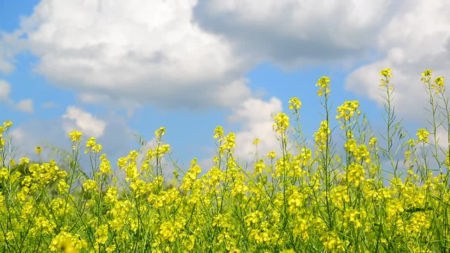 Flowering Yellow Barbarea vulgaris in wind against beautiful sky